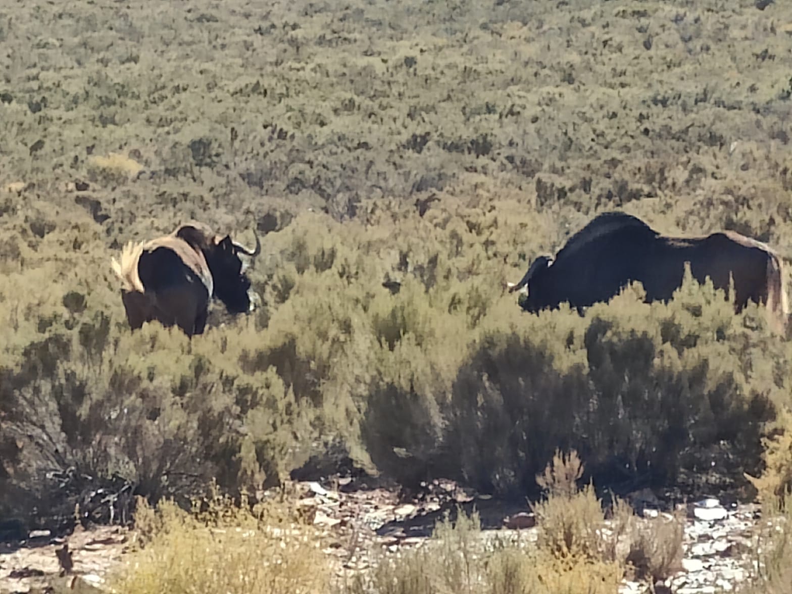 Aquila Game Reserve - Safari 51